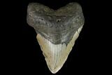 Fossil Megalodon Tooth - North Carolina #124963-1